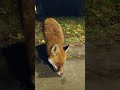 Miss Fox Is Shy