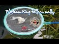 Platinum King balloon molly