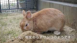 【ネザー・うさぎ・Rabbit・Netherland Dwarf・うさんぽ】ラビットランで遊ぶフーくん