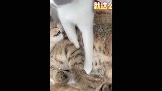 猫咪二岁开始通人性，和主人沟通毫无障碍，一人一猫每天都在互怼 #008