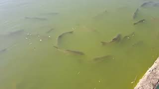 Fish in the lake \