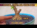 Cara Terbaik Membuat Gerak Dasar Pada Bonsai Anting Putri