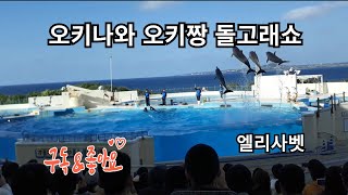 #일본 오키나와 #여행정보 #해외여행 #오키짱 돌고래쇼