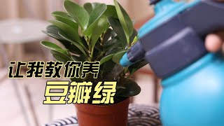 豆瓣绿怎么养？园艺师教你，豆瓣绿的详细养护技巧