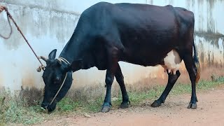 HF Cross നിറ (17+ ലിറ്റർ )ചെന പശു വില്പനക്ക് #cow #kerala