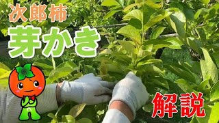 【農業者向け】次郎柿の芽かきについて解説