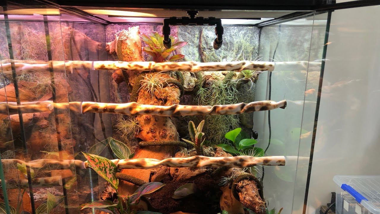 Bio Active Enclosure Green Tree Python Enclosure Youtube