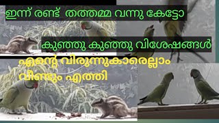 എന്റെ വിരുന്നു കാരു . ഇന്ന് 2 തത്തമ്മയാണ് വന്നതു. നമുക്ക് കാണാം.