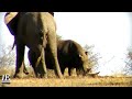 Elephant and Rhino Interaction | Animals interaction | Elephant vs Rhino