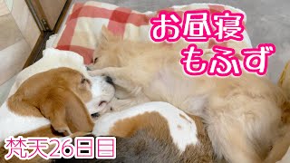 寝てる兄の隣でまだ遊びたい子犬【ビーグルさつきと元保護犬ポメ】