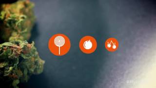 Leafly Strain Spotlight: Blue Dream