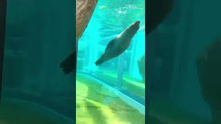 間近でオットセイが優雅に泳ぐ京都水族館Kyoto Aquarium#shorts