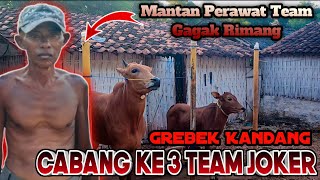 Grebek Kandang Cabang Ke 3 Team Joker || Ternyata Memproduksi Sapi Karapan Sendiri