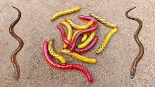 Wow! Looking for millipedes, luwing can get eels, ornamental fish, catfish, turtles, betok fish