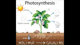 پارت۱ فتوسنتز