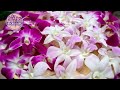 loose bloom mix dendrobium orchids 50 count box