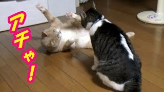 猫の喧嘩バトル【猫日記こむぎ＆だいず】2016.10.17