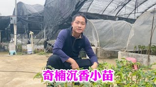 奇楠沉香小苗底下的枮木发芽为什么要切掉？原来有这么大的影响！