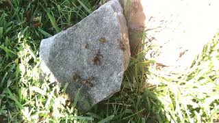 Wild Honey Bee Swarm - Florida