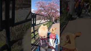 静岡県 河津桜  #ポメラニアン #もふもふ #もふもふれんず #犬のいる暮らし #ふわもこ部 #愛犬 #犬のいる暮らし #わんこ #いぬ #ペット #いぬのきもち 犬のいる生活 #エブリドッグ