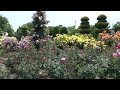 【関西お出かけスポット】 若園バラ園 2013.5.25