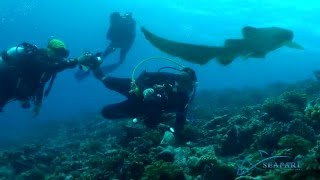 SEAFARI Requin-zèbre (Stegostoma fasciatum) Maldives 2016