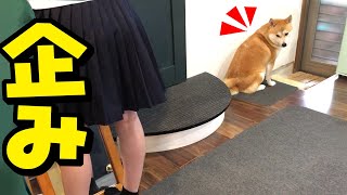 娘と一緒に学校に行きたいとアピールする柴犬が可愛い