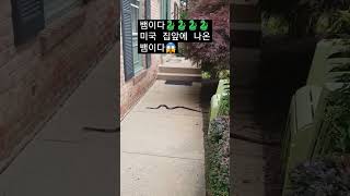 미국 집앞에서 흔하게 볼 수 있는 뱀 snake 🐍 🐍🐍😱#미국 집, #뱀 @허리케이