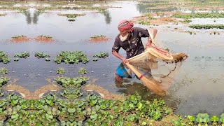 Very Amazing Net Fishing by 80 Years Old Fisherman - Best Village Fishing Video