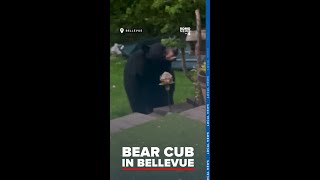 Bellevue man captures rare backyard encounter with mother black bear and cub on video