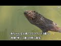 赤ちゃんビーバー公開　日立・かみね動物園【いばキラニュース】r5.7.28