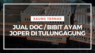 Jual Doc / Bibit Ayam Joper (Jawa Super) di Tulungagung