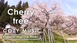 春の桜（樹齢1100年）田舎の風景【癒し・睡眠用・ストレス解消・リラックスBGM】