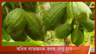 অধিক লাভজনক কলম্ব লেবু চাষে সাফল্য | আমার কৃষি আমার খামার| Amar Krishi Amar Khamar 10Dec.21