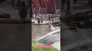 Cute Penguins in Edinburgh zoo #Scotland # UK