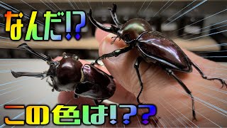 掘り出し最高！変わった色のクワガタが羽化したので掘り出してみると…（くろねこチャンネル）