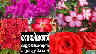 നല്ല വെയിൽ ആവശ്യമുള്ള പൂച്ചെടികൾ || Best heat tolerant flowering plants || Summer flowering plants..