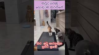 කවුද බලමු හොඳටම කරන්නේ😽😼😽