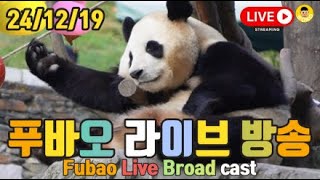 24년 12월 19일 주간 푸바오 영상 라이브 방송(24.12.19 Fubao Live Broad Cast) : 오늘도 푸바오가 건강하게 돌아오길..❤❤