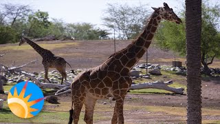 The Phoenix Zoo offers self guided drive through tours