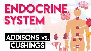 Addison's vs Cushing's | Endocrine System (Part 2)