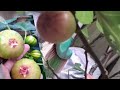 PETIK BUAH TIN YANG ADA DI HALAMAN RUMAH | TANAMAN POT #shorts #short