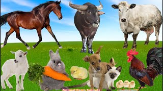 Animals and Their Delightful Sounds: Goat, Dog, Cat, Chicken, Buffalo, Horse, Cow - Animal Sounds