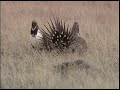 sage grouse