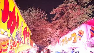 ウェザーリポート動画0407@京都市平野神社21:20宴会(ぽんぽんやま)