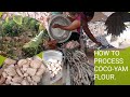 HOW TO PROCESS COCO-YAM FLOUR//HOW TO PRESERVE MAIZE.