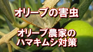 秋に大量発生するオリーブの害虫ハマキムシ対策／有機オリーブ農家が実践する実を守る方法