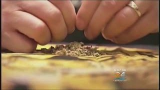 Proposed Pot Possession Change Clears 1st Hurdle In Broward