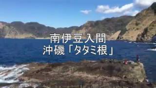 南伊豆入間　沖磯 タタミ根 【釣り場情報】Fishing point Rocky island South IZU-IRUMA TATAMINE