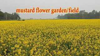 mustard flower garden/field in Bangladeshi village || Yellow Garden (Mustard Field) In Bangladesh